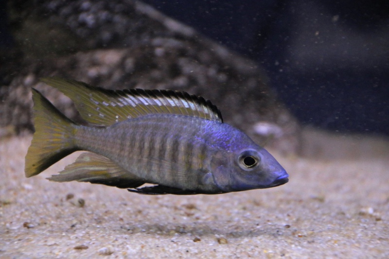 Aulonocara aquilonium 'Mdoka Reef'